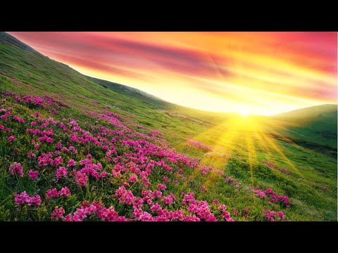 528Hz 😍 Morning Peace Music - Stop Anxiety, Depression, Overthinking - Clear Your Mind Healing Music