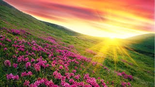 Download lagu 528Hz 😍 Morning Peace Music - Stop Anxiety, Depression, Overthinking - Clear Your Mind Healing Music mp3 Download lagu 528Hz 😍 Morning Peace Music - Stop Anxiety, Depression, Overthinking - Clear Your Mind Healing Music mp3