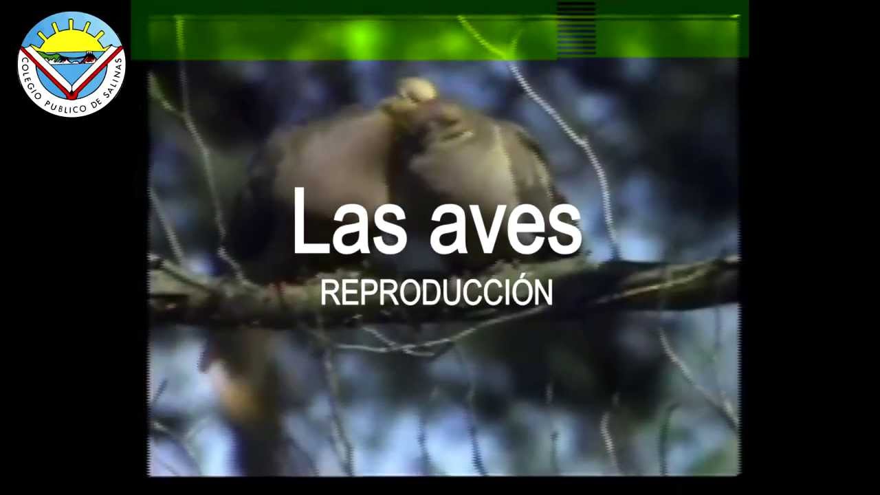 Las aves. Reproducción