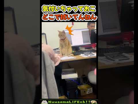 猫「タオル代わりにすな」