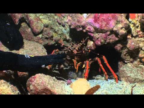 download lagu mp3 mp4 Hecs Suit Fish, download mp3 Hecs Suit Fish free downloadn, video klip Hecs Suit Fish