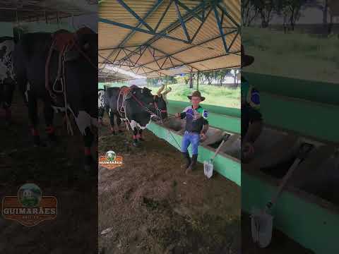 BOI DE SELA, INOVAÇÃO AQUI NAS MINAS GERAIS.