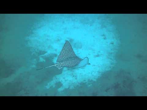 Ultra Freeze spotted eagle ray