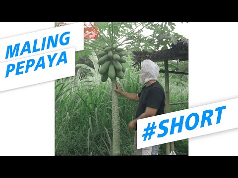 maling-pepaya-part-1-komedifantasijawa-shorts