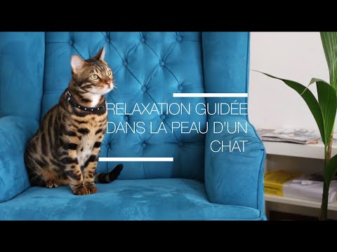 RELAXATION/SOPHROLOGIE - un anti-stress naturel rythmé par les chats.