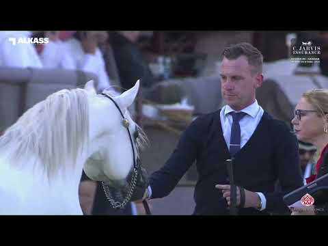 N 87 FALAH AL HAWAJER   Katara Int  Arabian Horse Festival 2023   Colts 2 Years Old Class 5A
