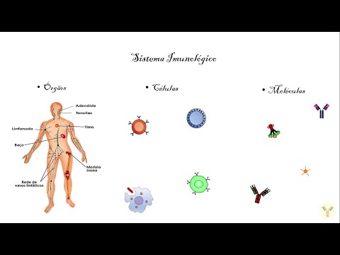 Introduction to Immunology: Primary and secondary lymphoid organs; Cells of the immune system.