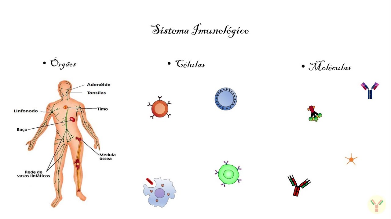 Introdução à Imunologia: Órgãos linfoides primários e secundários; Células do sistema imune.