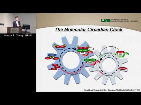 The Cardiomyocyte Circadian Clock: A Rheostat for the Heart (Martin E. Young, DPhil) Oct 20, 2016