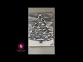 🎨 Silent Night Evergreen | Presented by The Frankie C Scott Art Gallery