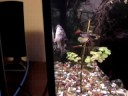 Corydoras paleatus Corydoras paleatus
