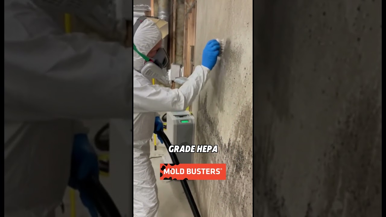 Basement Mold Removal Explained | Mold Busters 👷‍♂️