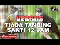 KAPAS TEMBAK GACOR VS CUCAK JENGGOT JERNIH ISTIMEWA PANJANG MASTERAN SEGALA JENIS BURUNG DURASI
