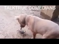 Kalli Yadda Kaguwa Yayiwa Kare Badadi