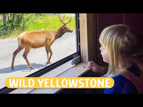 A Grizzly Bear Came Up To Our CAMP: Yellowstone Is insane!