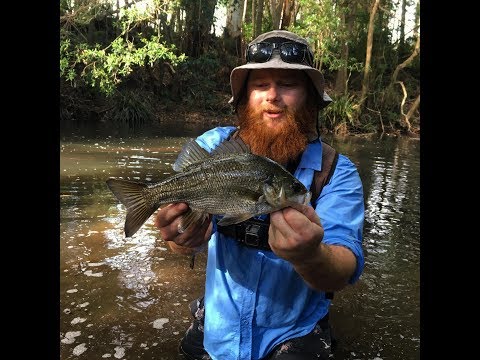 Skinny Water Australian Bass  - Surface Session