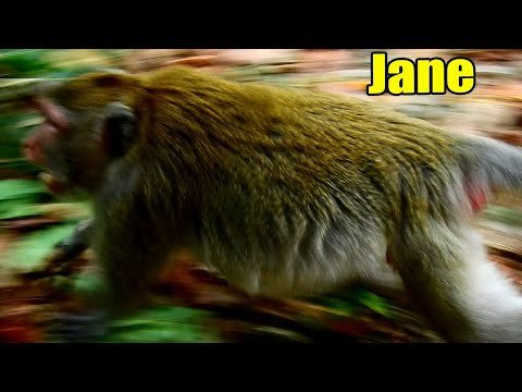 (14-03-22 ) What happened To Jane?