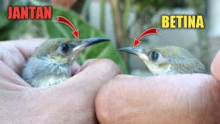 Download lagu membedakan burung Cucak Kombo itu sangat mudah || anak kecil juga bisa asal lihat 3 bagian ini mp3 Download lagu membedakan burung Cucak Kombo itu sangat mudah || anak kecil juga bisa asal lihat 3 bagian ini mp3