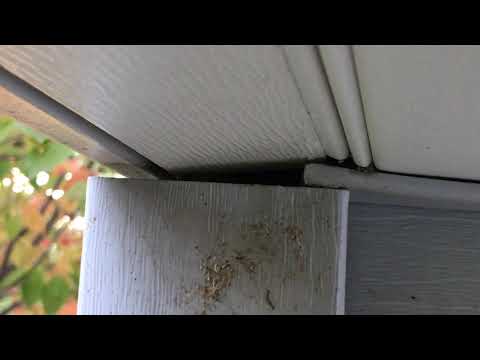 Broken Soffit, Hidden Yellow Jackets in c, NJ