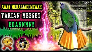 Download lagu MASTER MURAI BESETAN Masteran Murai Besetan Kasar ... mp3