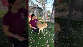 Video preview image #1 Carolina Dog-Unknown Mix Puppy For Sale in Pasadena, CA, USA