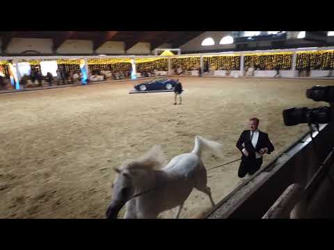 CF SHAMILA . MOROC  BY IMPERIAL IMDAL & AG SAMSARAH "Straight Egyptian World Championship 2021"