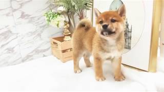 Video preview image #1 Shiba Inu Puppy For Sale in SEATTLE, WA, USA