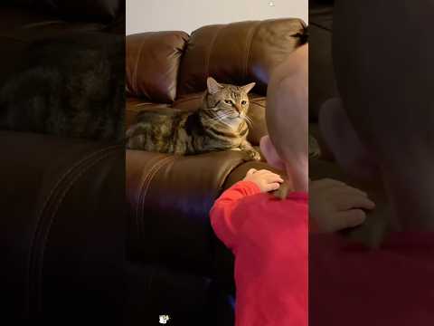 Why do cats sometimes dislike children? 🐈‍😽🙀🤎😂🤣   #baby #cat #meow #shorts #funnycat #cats