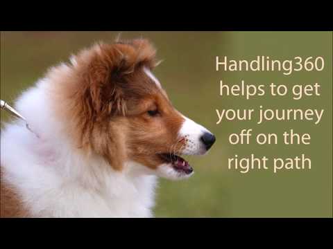 Dog Agility with Handling360 is GPS Through the Road of Life