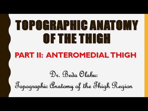 TOPOGRAPHIC ANATOMY OF THE THIGH PART II  - THE ANTEROMEDIAL THIGH