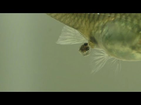 download lagu mp3 mp4 How To Guppy Breathe, download mp3 How To Guppy Breathe free download, download mp3 How To Guppy Breathe