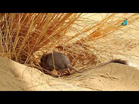 See the rarest species of rodents, the desert jerboa