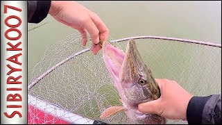 Ловля щуки на поролоновые рыбки