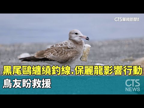 黑尾鷗纏繞釣線.保麗龍影響行動　鳥友盼救援