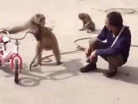 Обезьянка Хулиганка.GIF (Funny Angry Monkey)