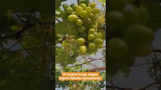 40 tangkai bunga anggur Heliodor bermekaran di 12 HSP