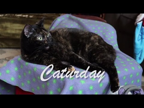 Caturday - Cat Fort - Cutman Plays