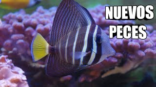 😱Compramos NUEVOS PECES para nuestro ACUARIO MARINO[6 nuevos]