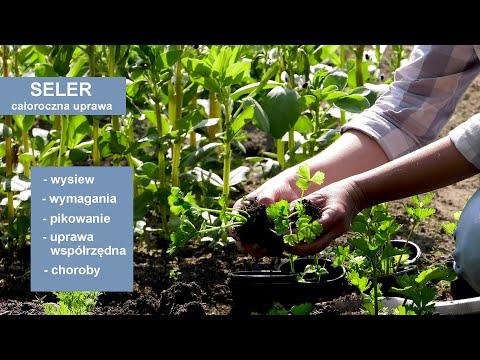 Seler - Jak mieć udane zbiory selera? Uprawa selera przez cały sezon.