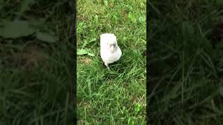 Our goffin’s cockatoo