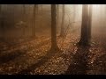 Advanced Photography: Landscapes | Photographing Woodland Scenes