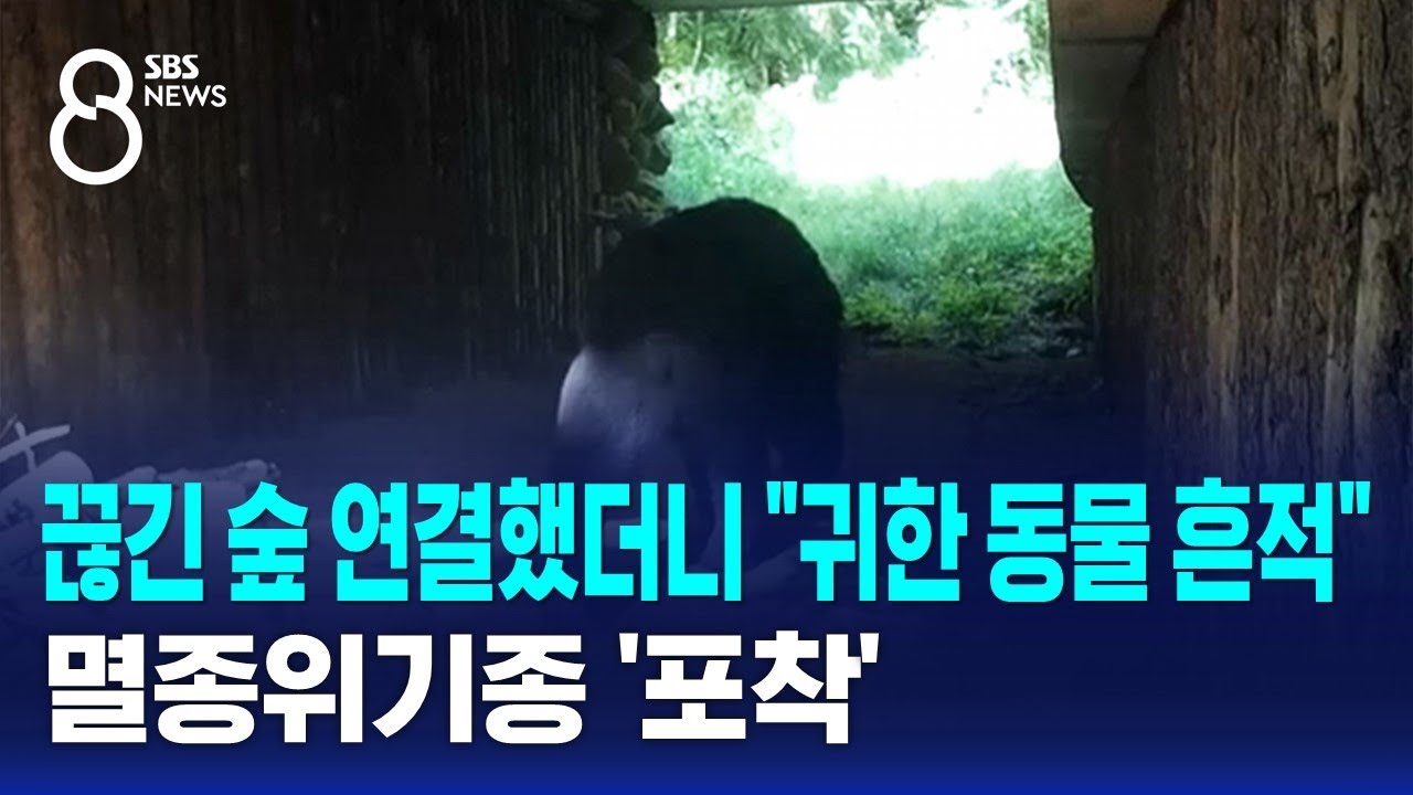 끊긴 숲 연결했더니 "귀한 동물 흔적"…멸종위기종 '포착'