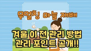 무멀칭 마늘 재배 겨울 이 전 초기 관리 포인트는?? 이거 하나만 신경써도 농사 반은 성공…