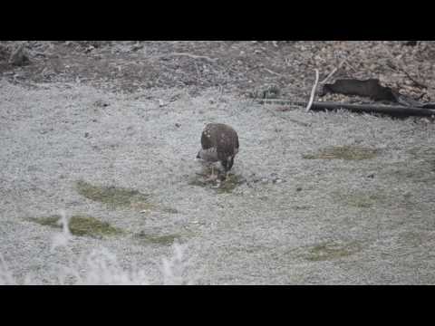 Jastrab Krahulec - Accipiter nisus - Sparrow Hawk
