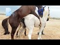 Horse Mating 2023 Video New Video