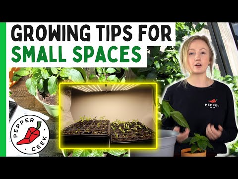 Tips For Growing Peppers In An Apartment (Or Small Space) - Pepper Geek
