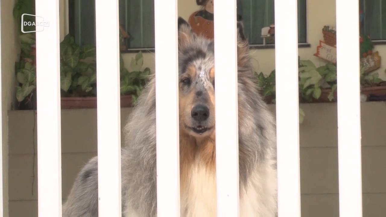 Animais de estimação sofrem com barulhos da torcida; saiba como protegê-los