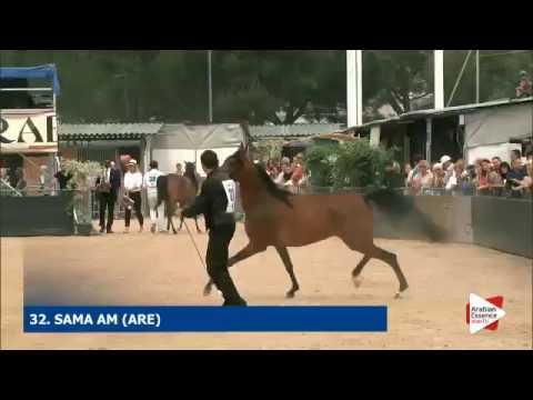 N.32 SAMA AM - Menton 2016 - Fillies 2 years old (Class 2A)