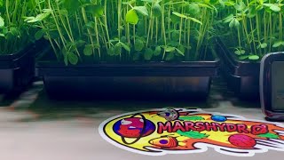 How Light, Nutrients, and Heat Affect Hydroponic Peas