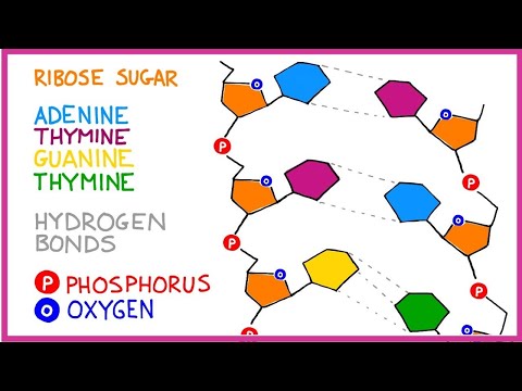 DNA Molecule Structure